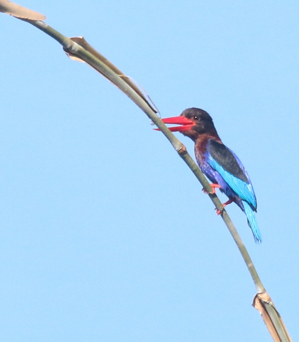 Javan Kingfisher - ML620739899