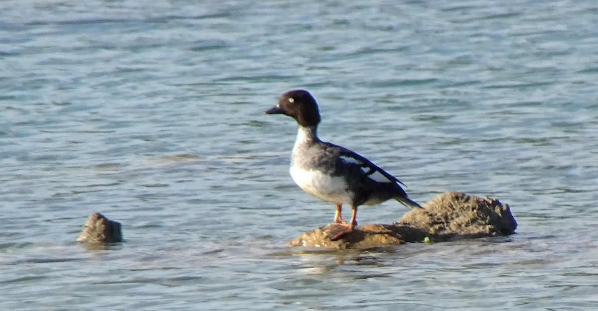 Common Goldeneye - ML620739900