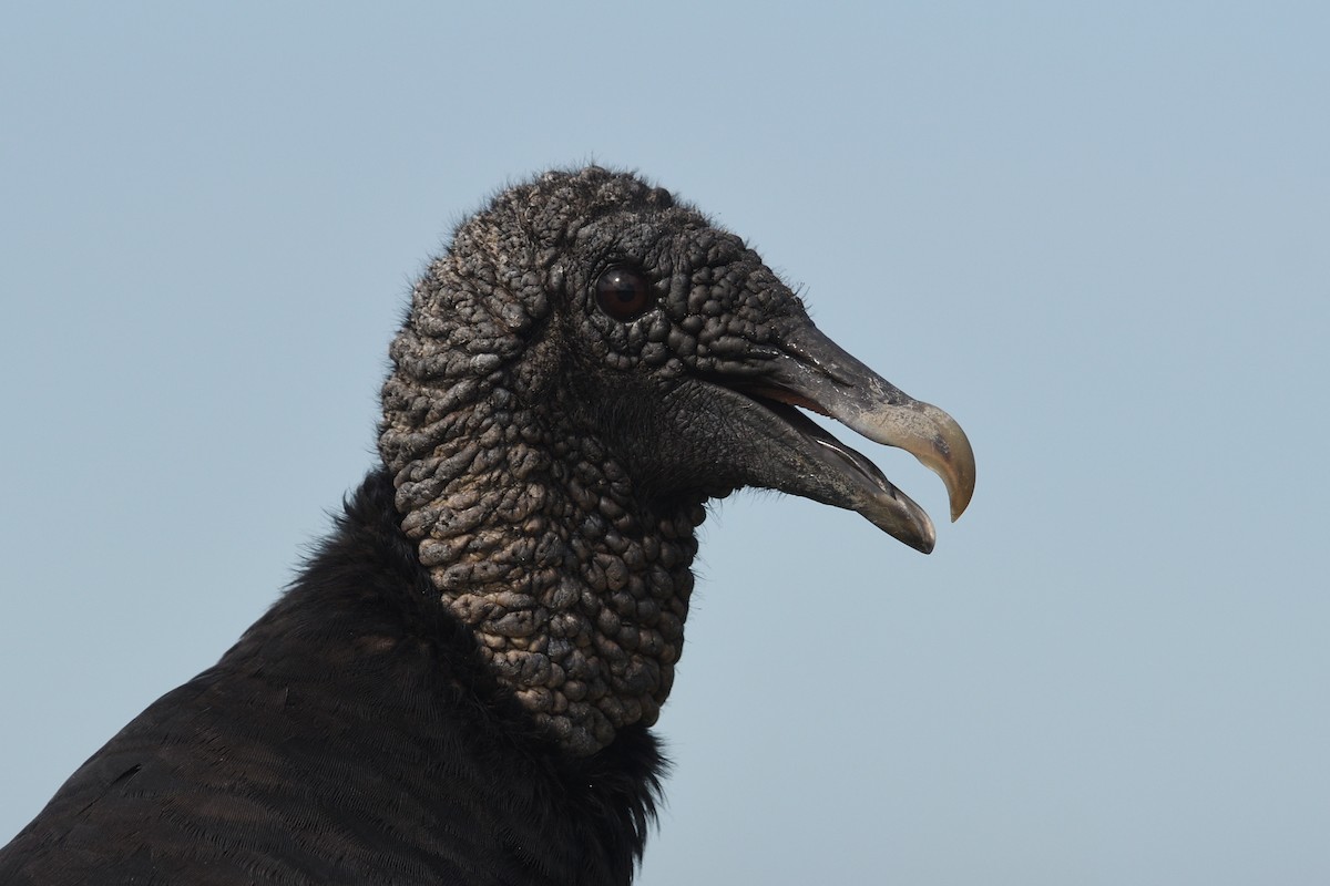 Black Vulture - ML620739901