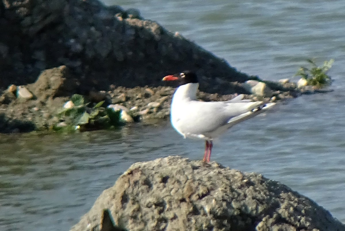 Mouette mélanocéphale - ML620739906