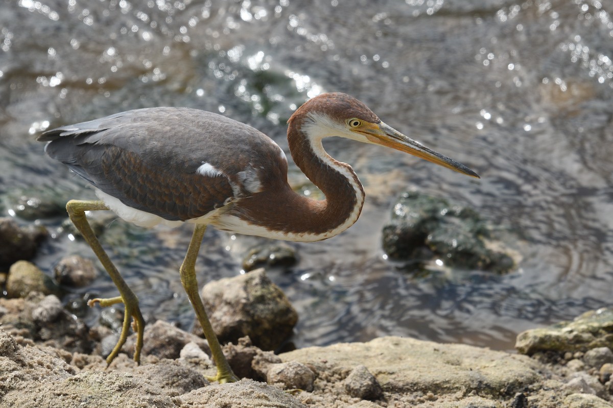 Tricolored Heron - ML620739909