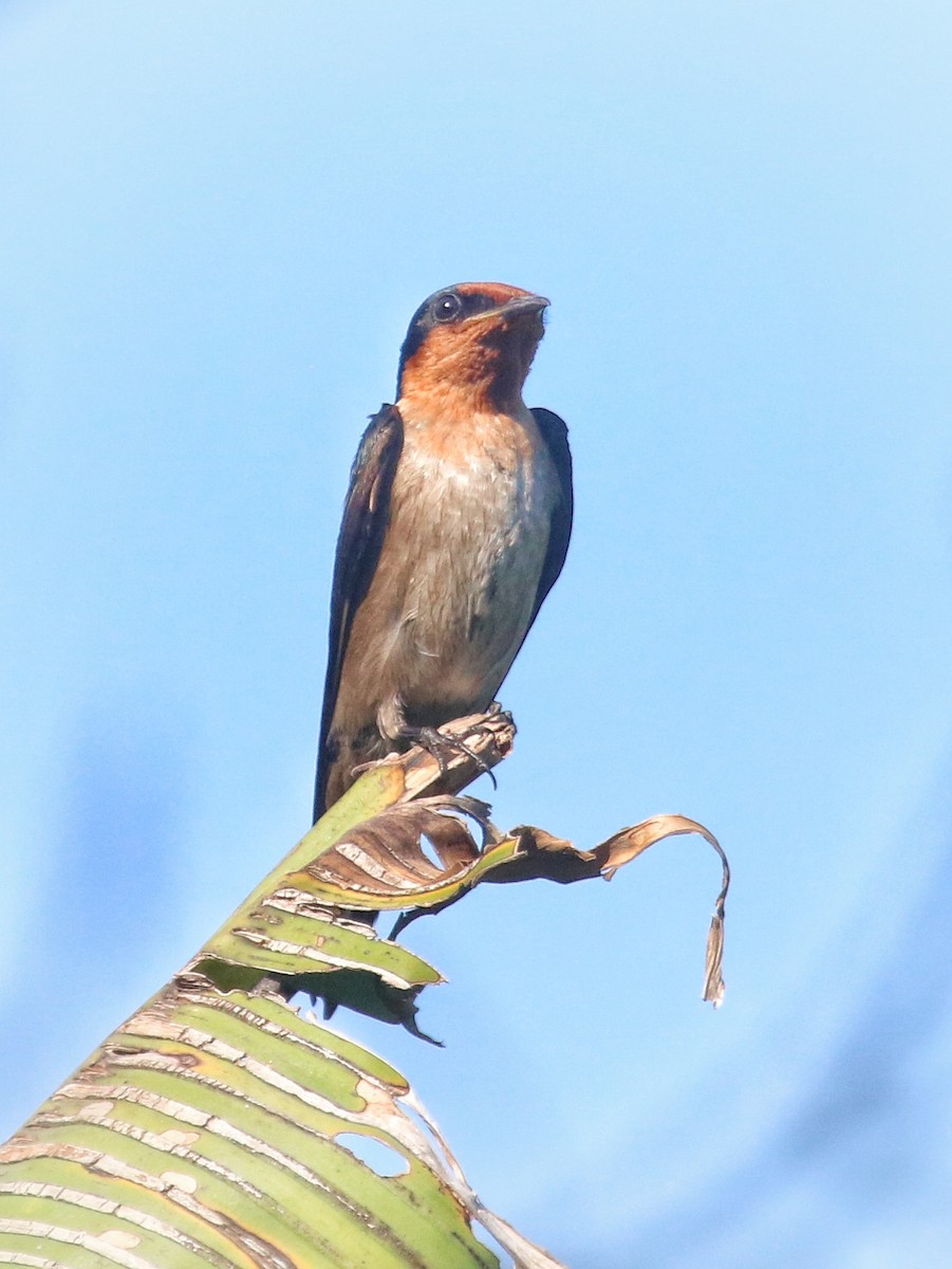 Pacific Swallow - ML620739910