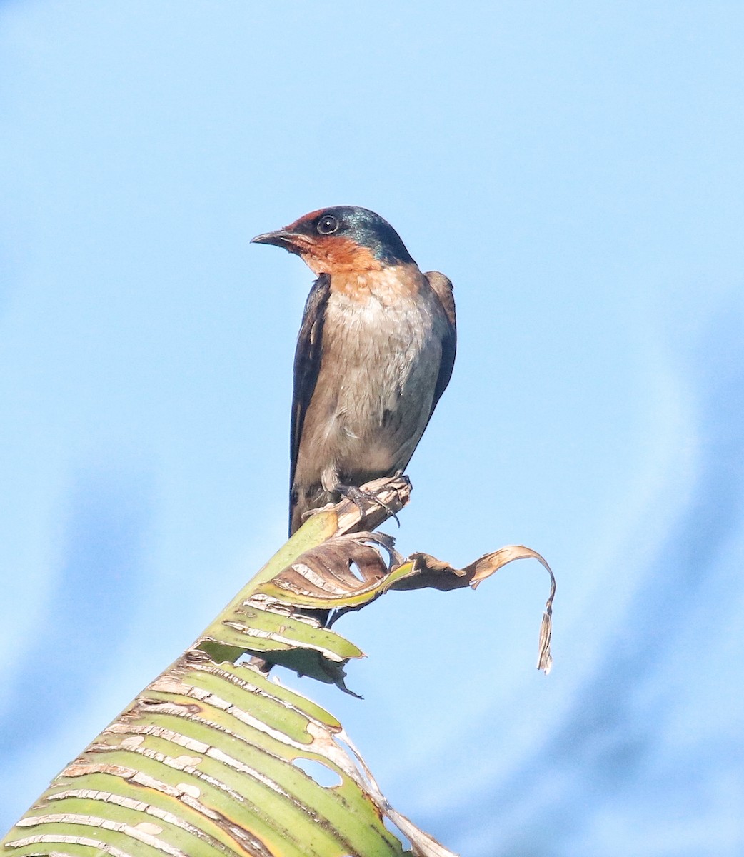 Pacific Swallow - ML620739911