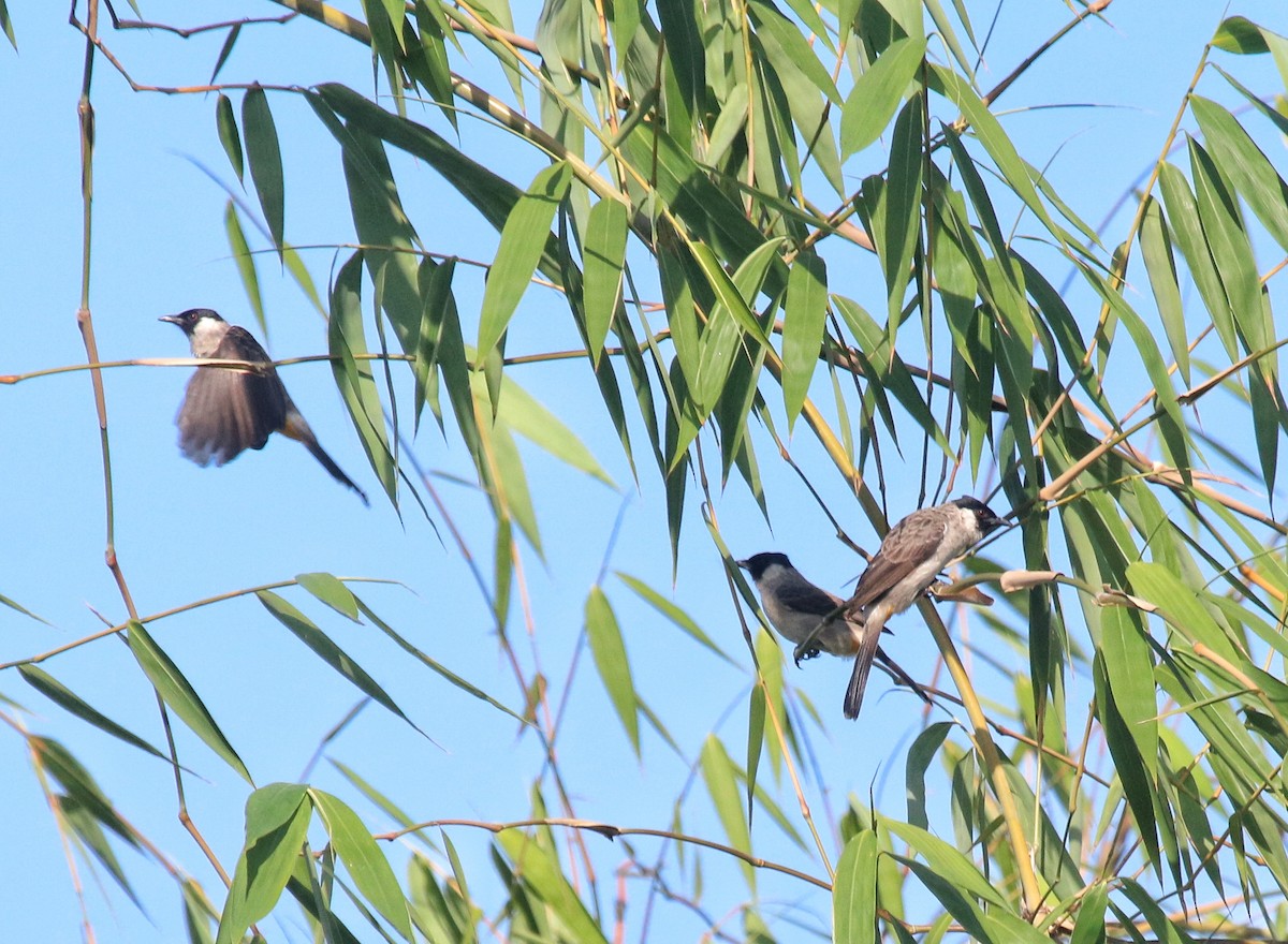 Bulbul cul-d'or - ML620739917