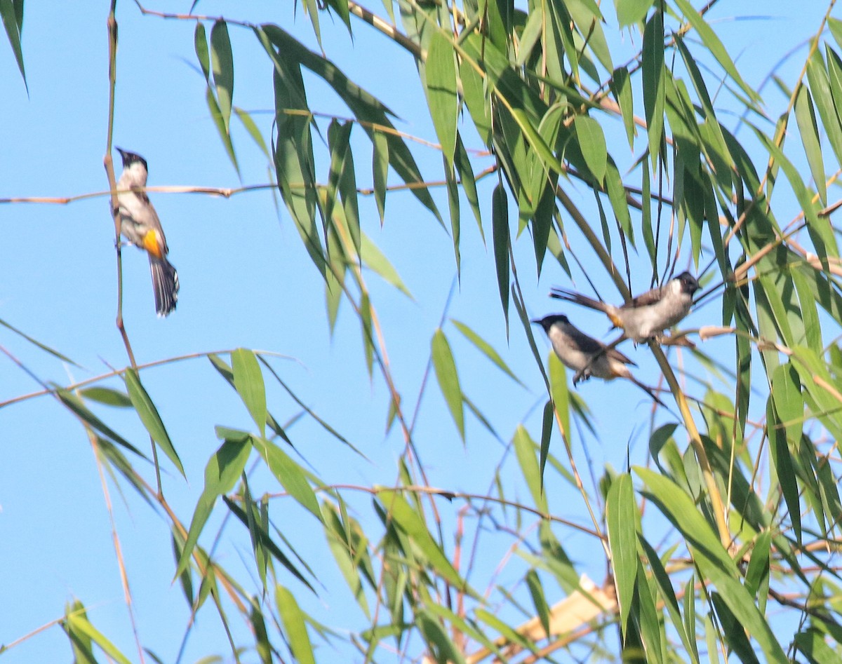 Bulbul Ventridorado - ML620739918