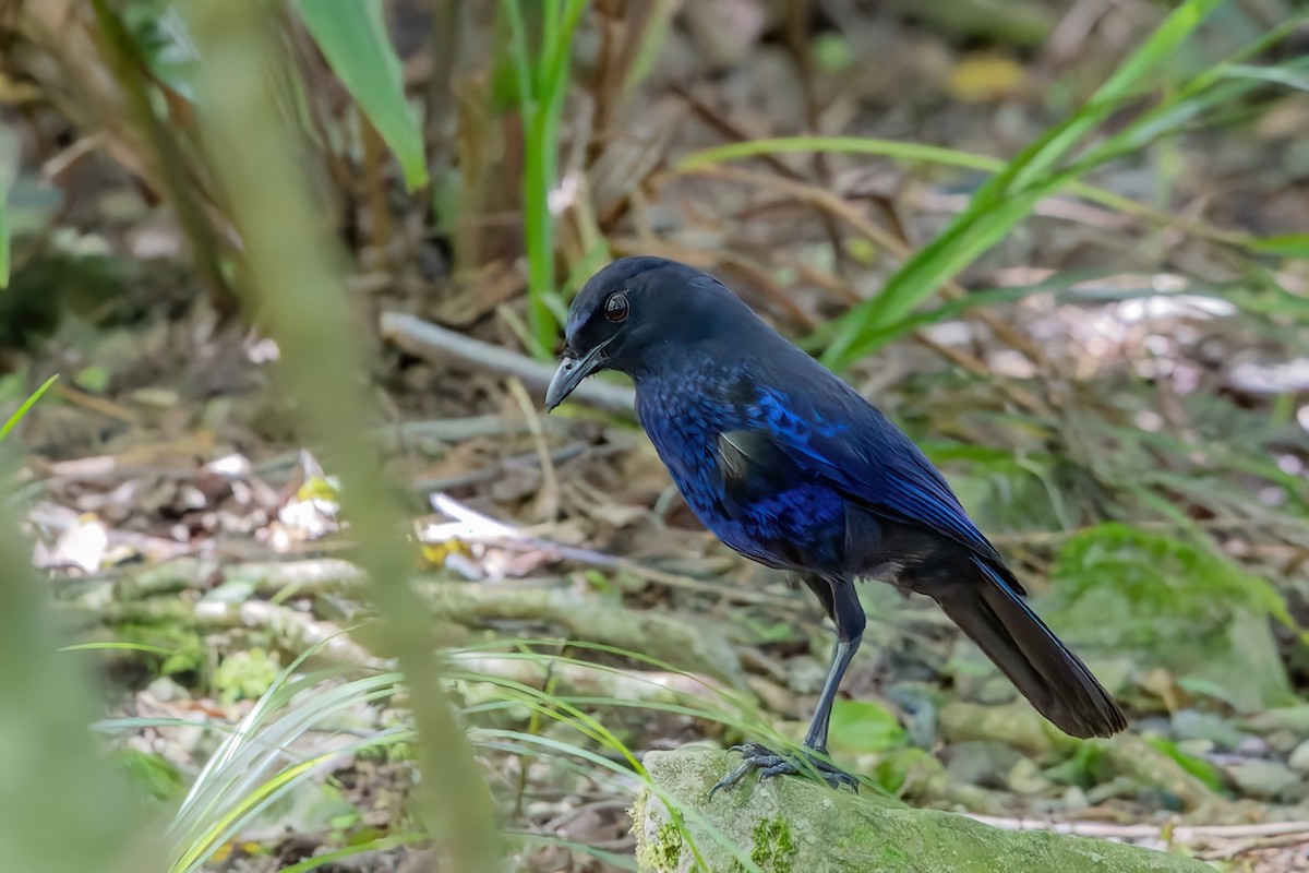 Taiwan Whistling-Thrush - ML620739920