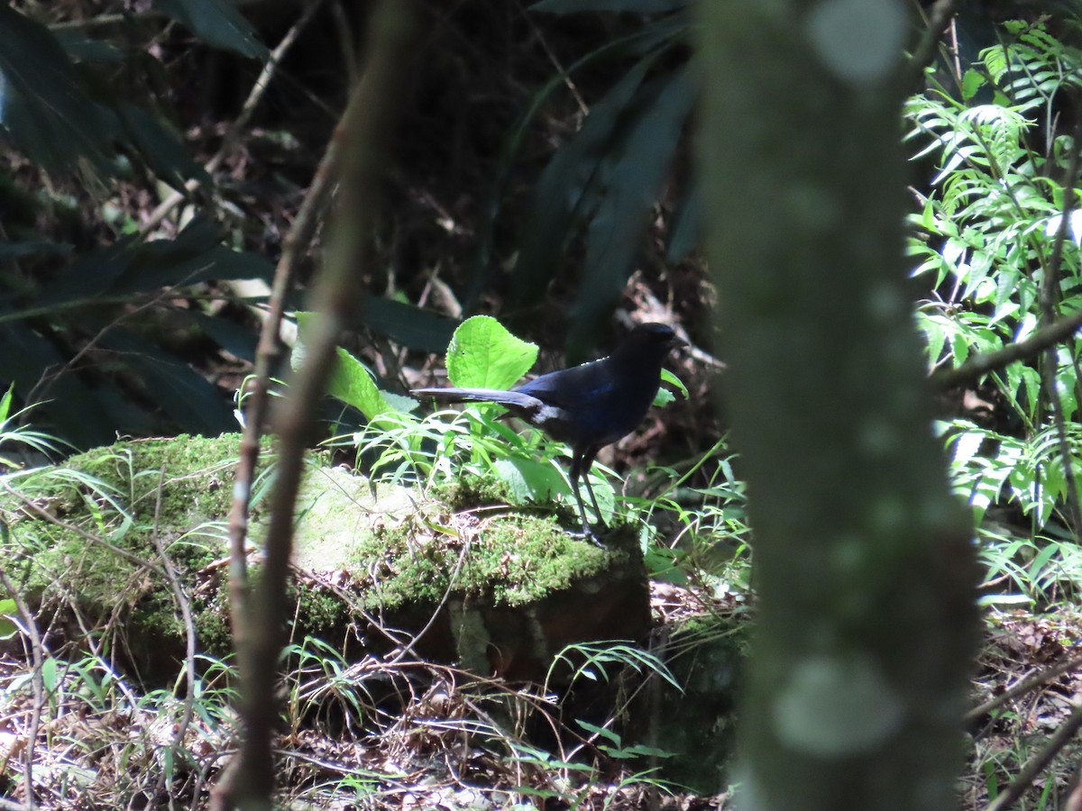 Taiwan Whistling-Thrush - ML620739922