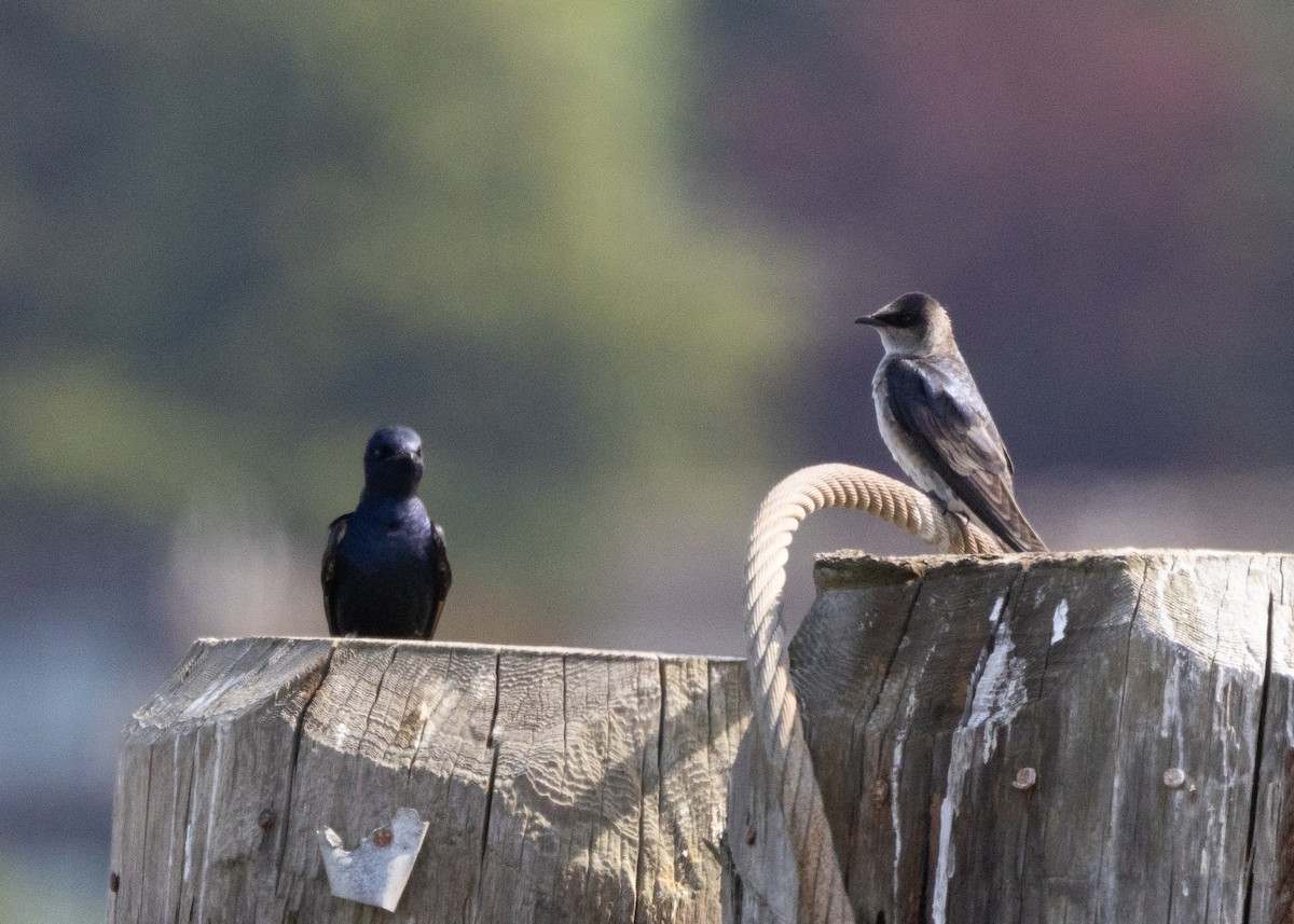 Purple Martin - ML620739931