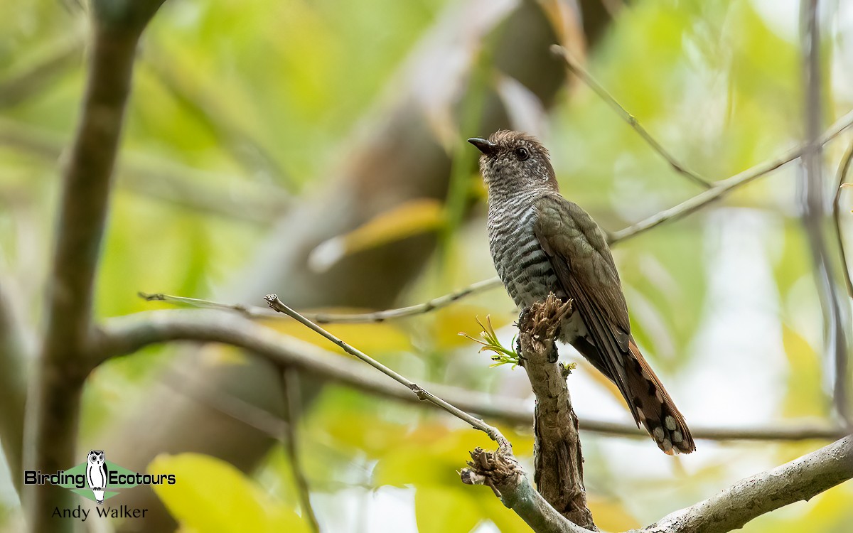 Violet Cuckoo - Andy Walker - Birding Ecotours