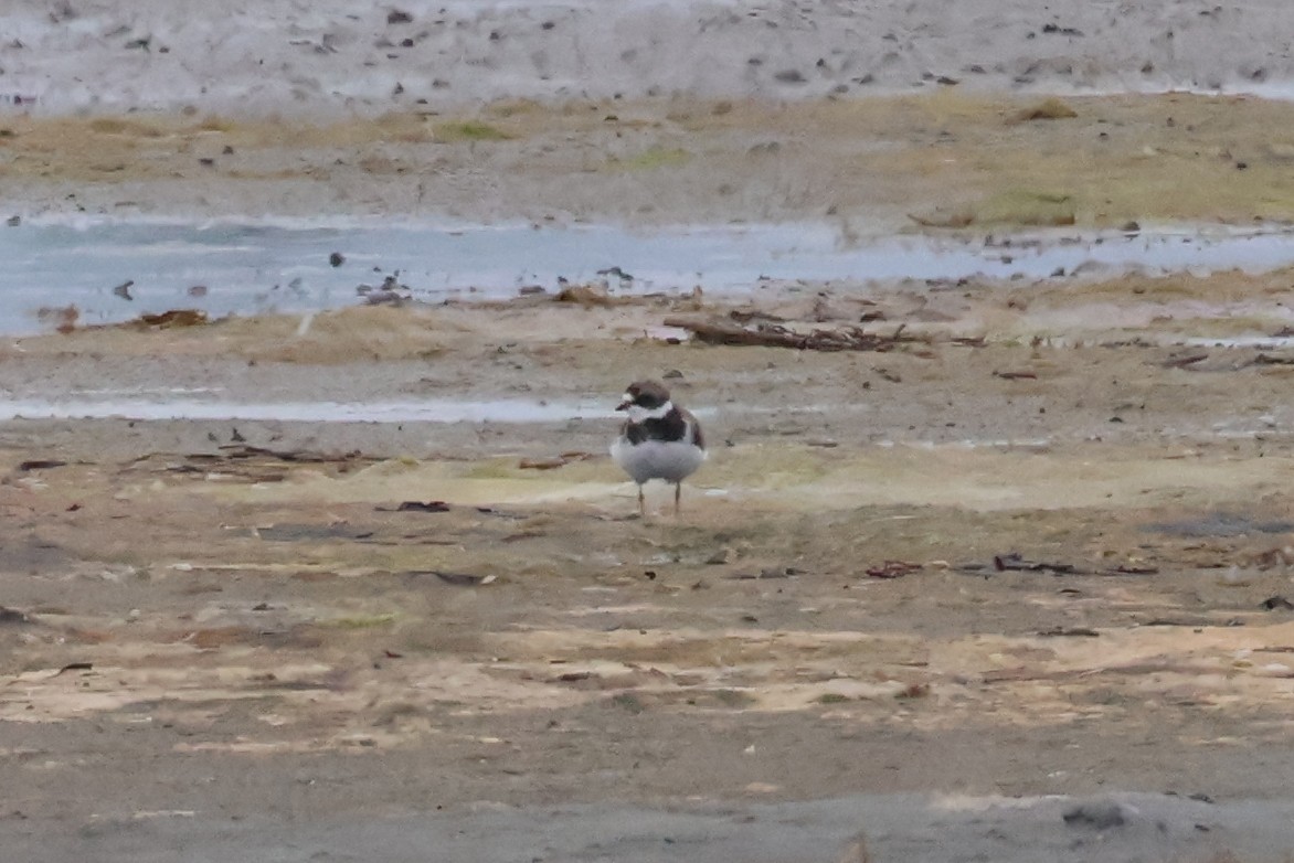 Semipalmated Plover - ML620739933