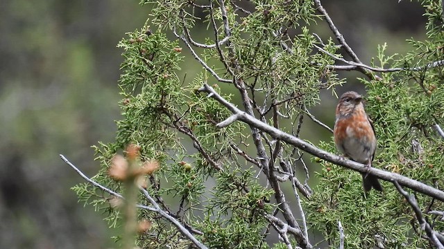 Three-banded Rosefinch - ML620739935