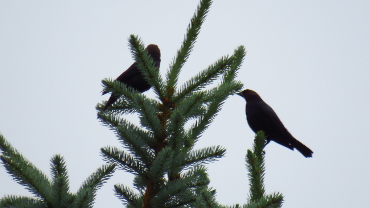 Brown-headed Cowbird - ML620739936