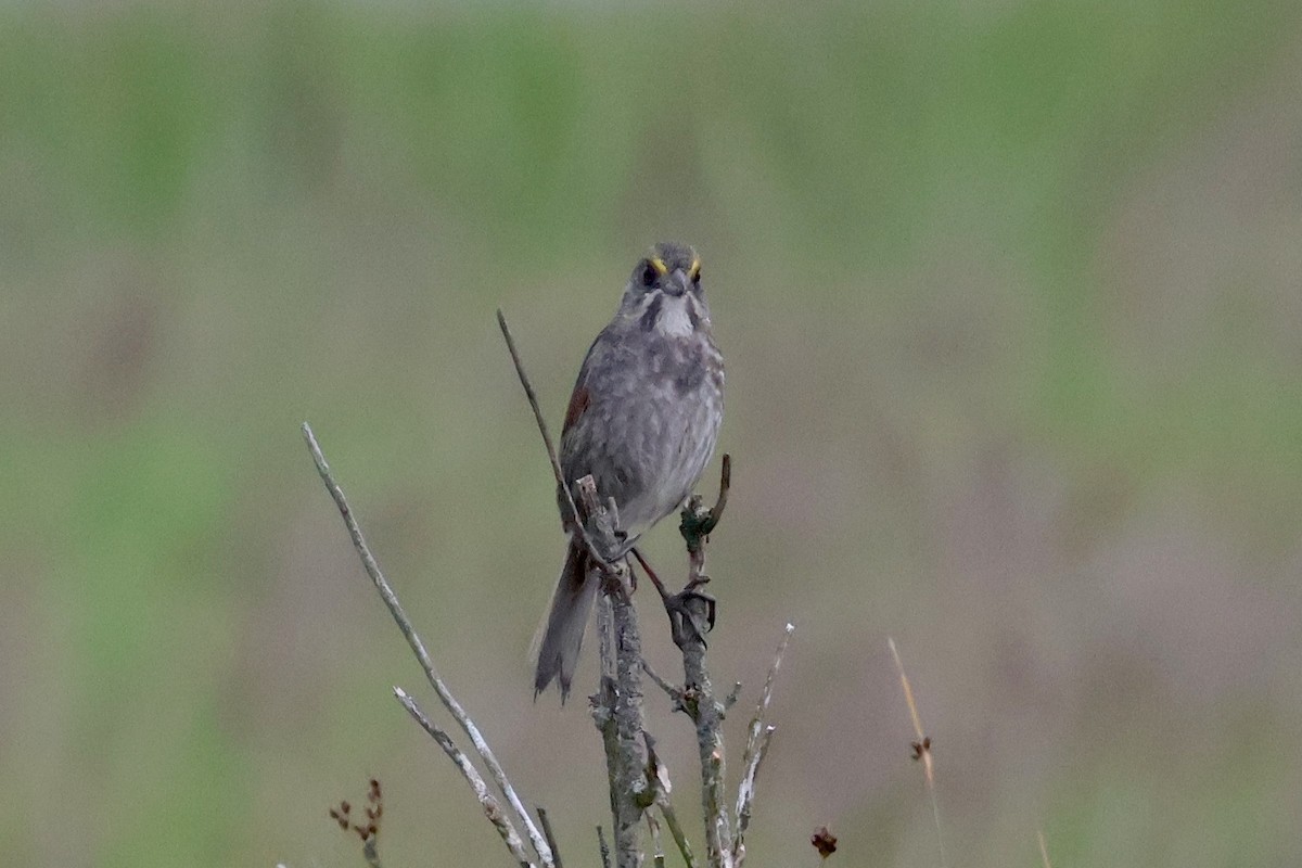 Seaside Sparrow - ML620739938