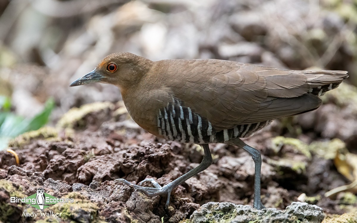 Slaty-legged Crake - ML620739943