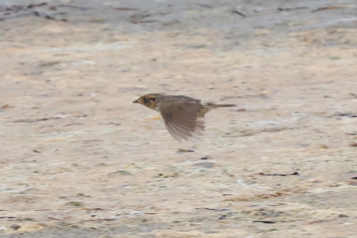 Saltmarsh Sparrow - ML620739945