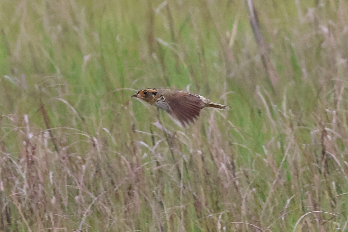 Saltmarsh Sparrow - ML620739946