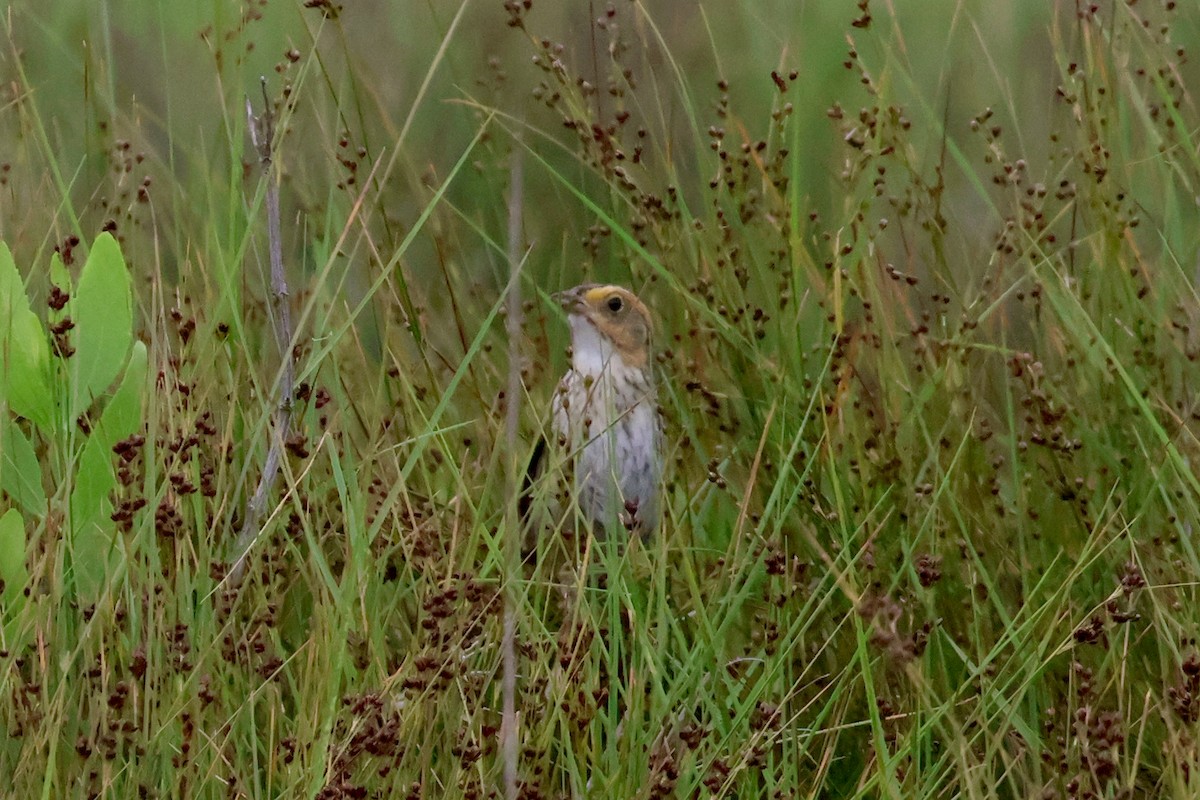 Saltmarsh Sparrow - ML620739947