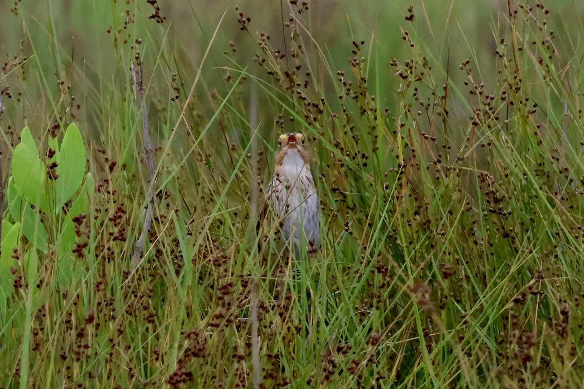 Saltmarsh Sparrow - ML620739948