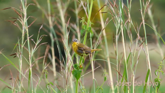 Olive-crowned Yellowthroat (Chiriqui) - ML620739949