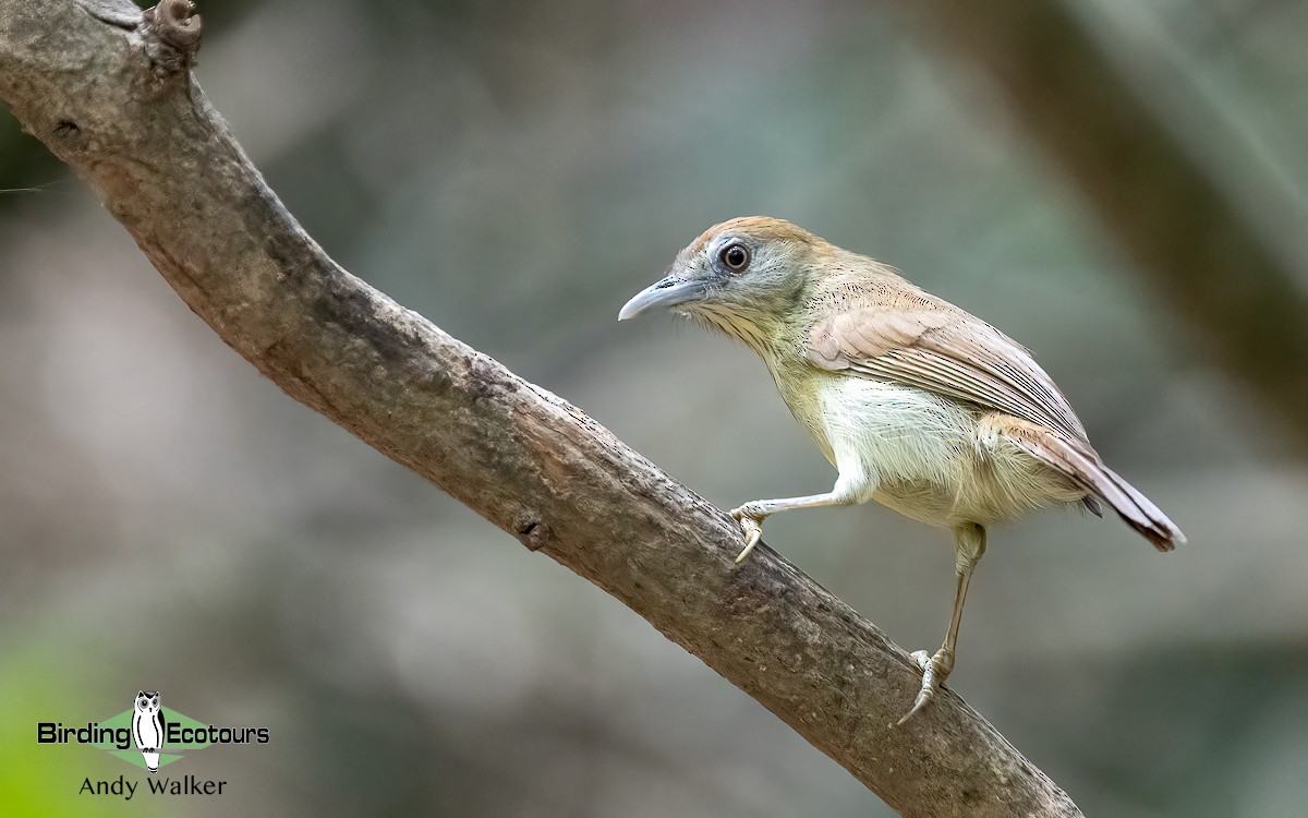 Gray-faced Tit-Babbler - ML620739951