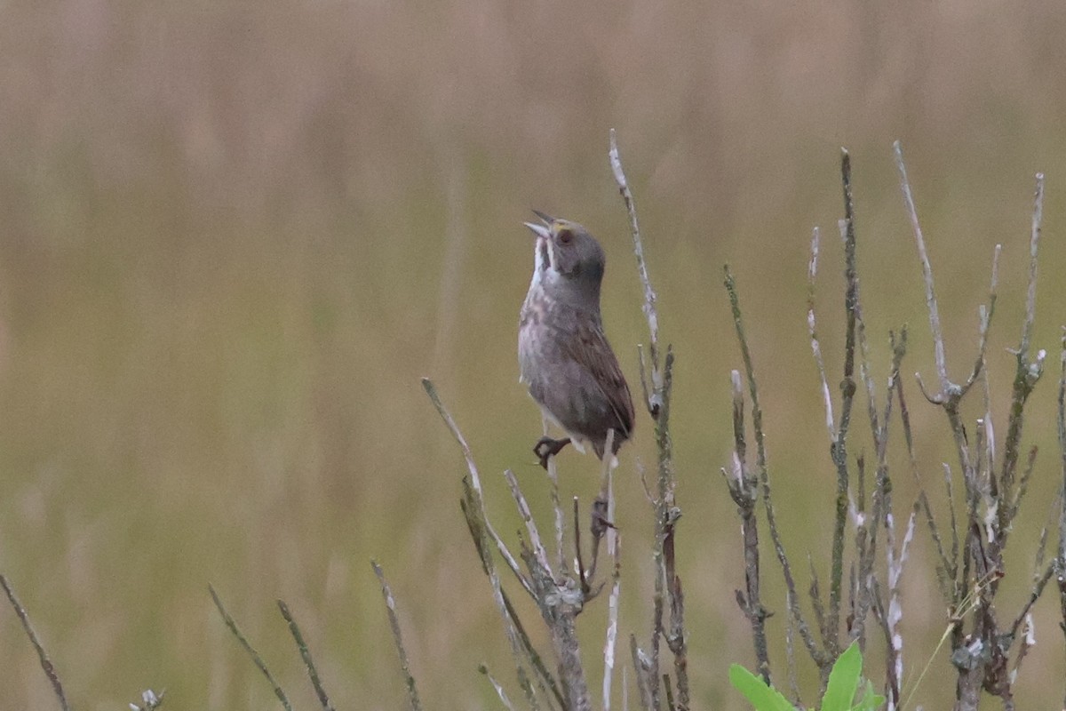 Seaside Sparrow - ML620739952