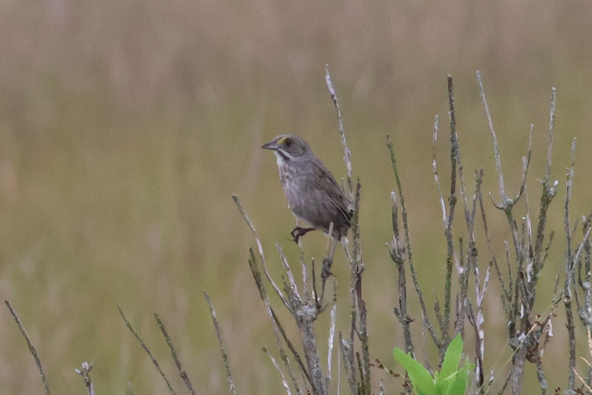 Seaside Sparrow - ML620739953