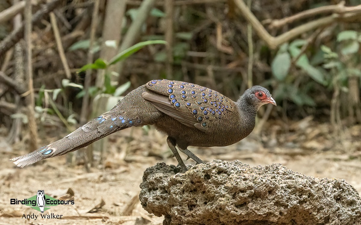 Germain's Peacock-Pheasant - ML620739954