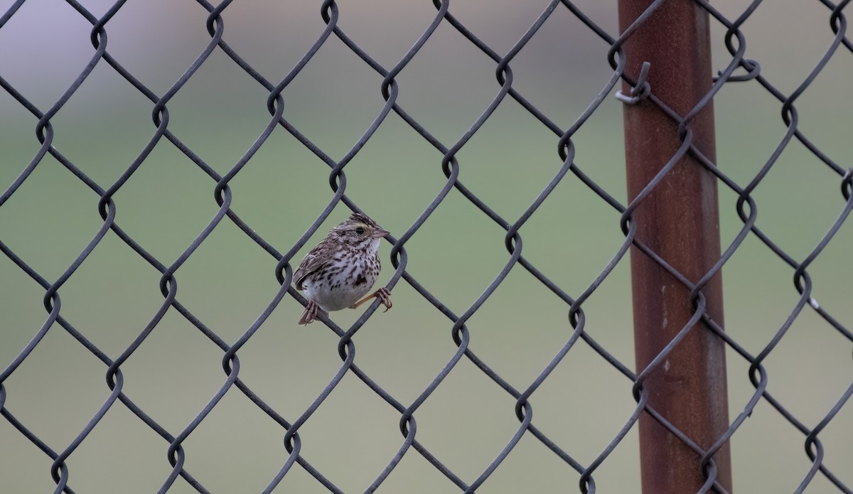 Savannah Sparrow - Mike Good