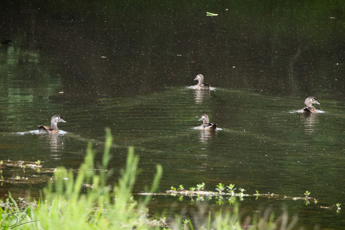 Wood Duck - ML620739965