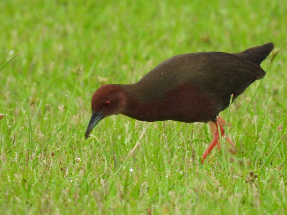 Ruddy-breasted Crake - ML620739969