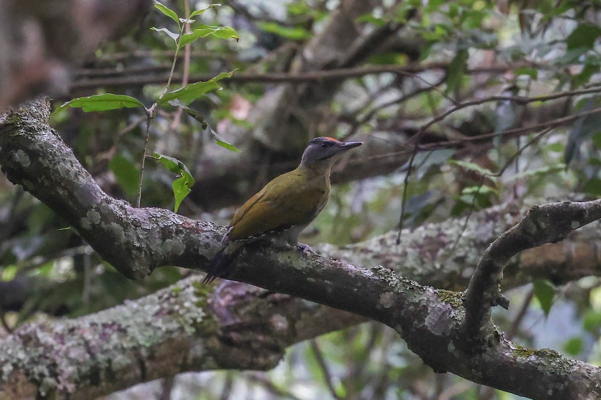 Gray-headed Woodpecker - ML620739970