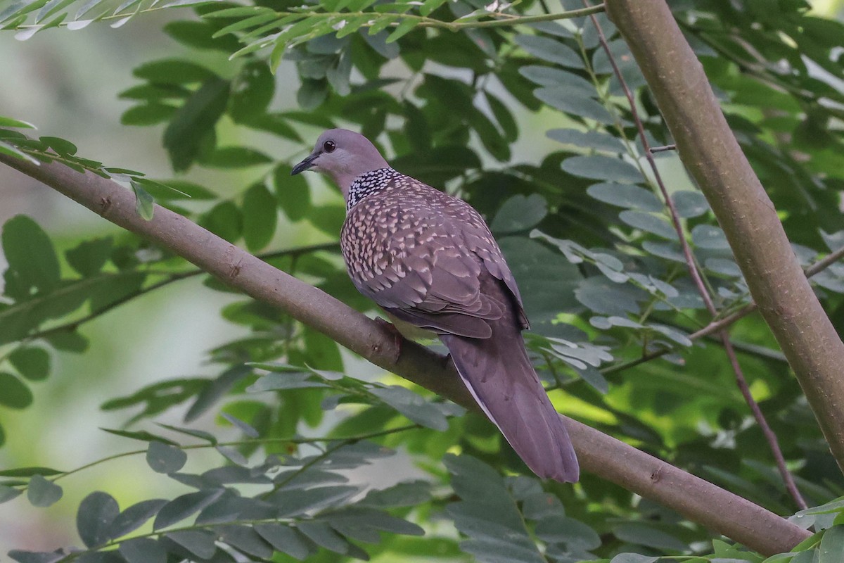 Spotted Dove - ML620739973
