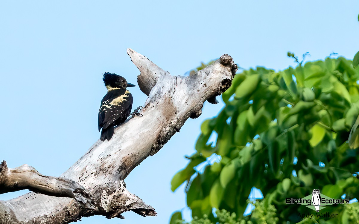 Black-and-buff Woodpecker - ML620739975