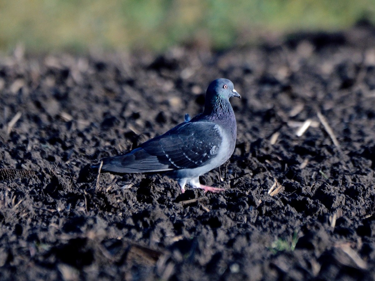 Rock Pigeon (Feral Pigeon) - ML620739976