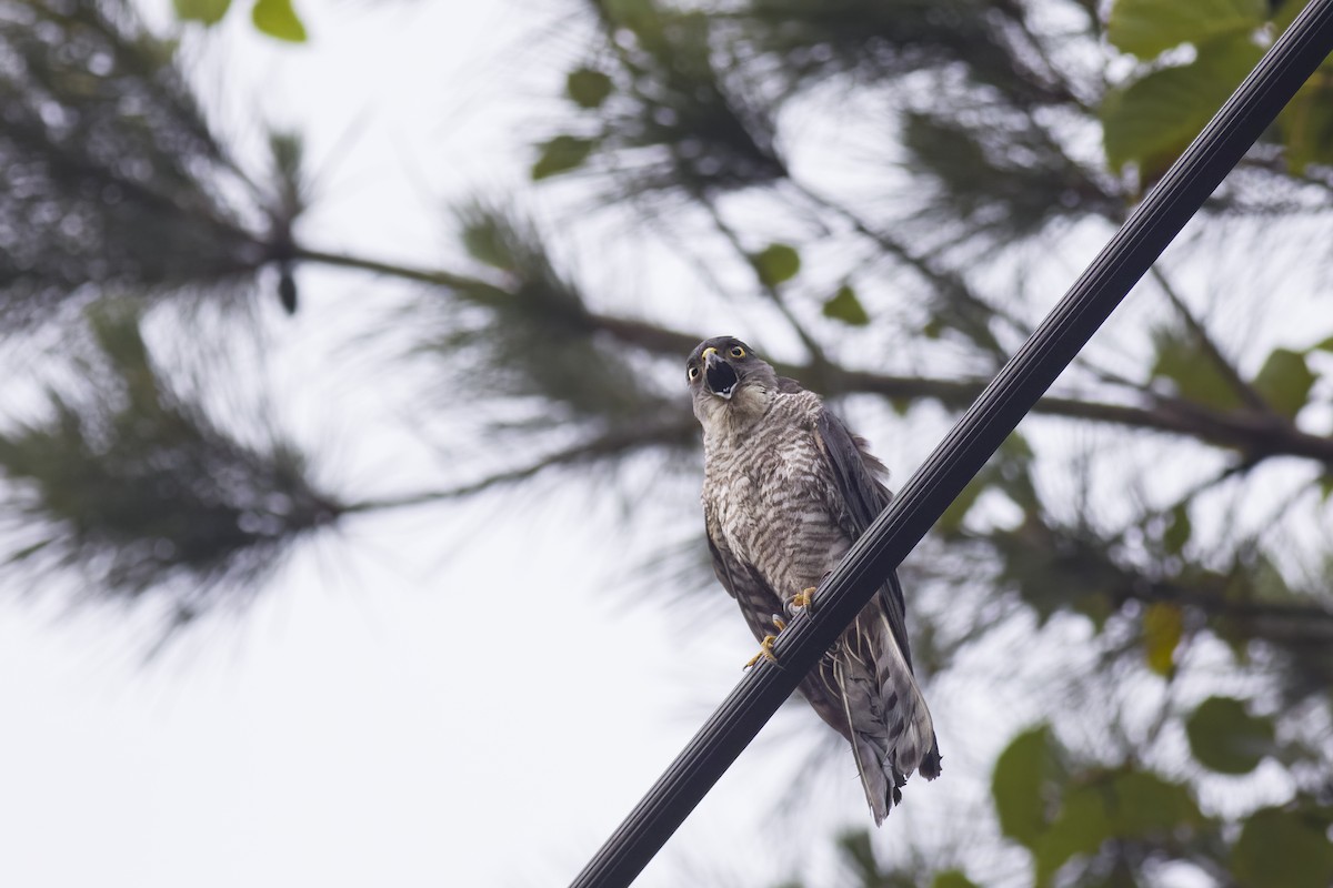 Japanese Sparrowhawk - u7 Liao