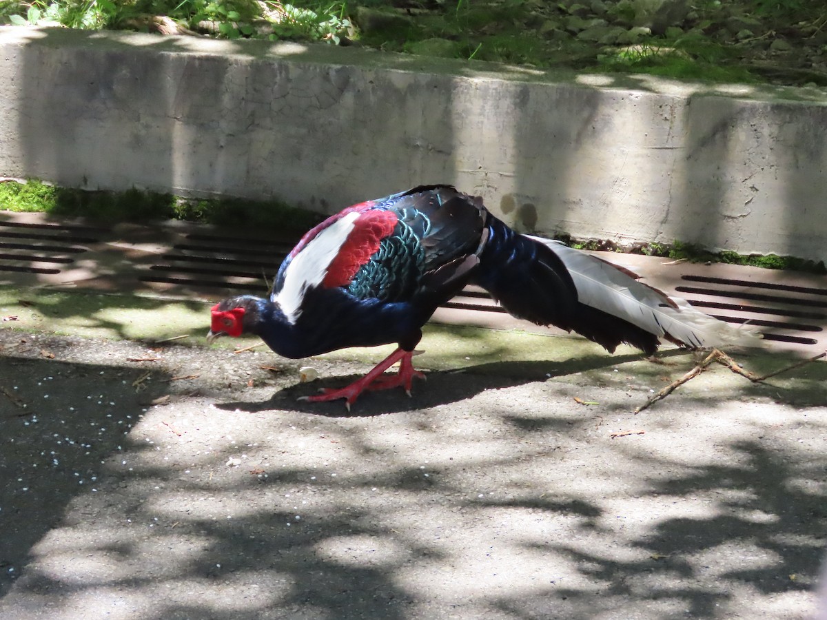 Swinhoe's Pheasant - ML620739987