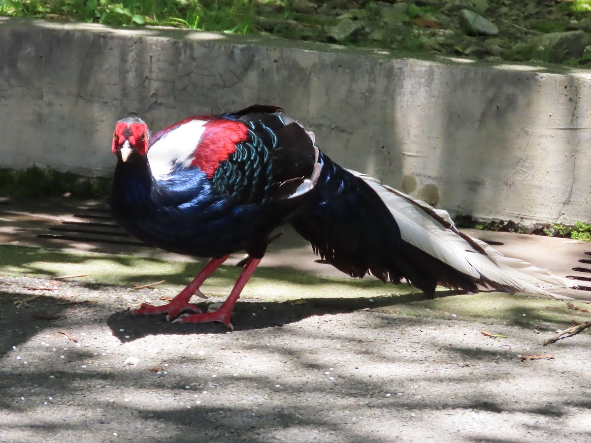 Swinhoe's Pheasant - ML620739988