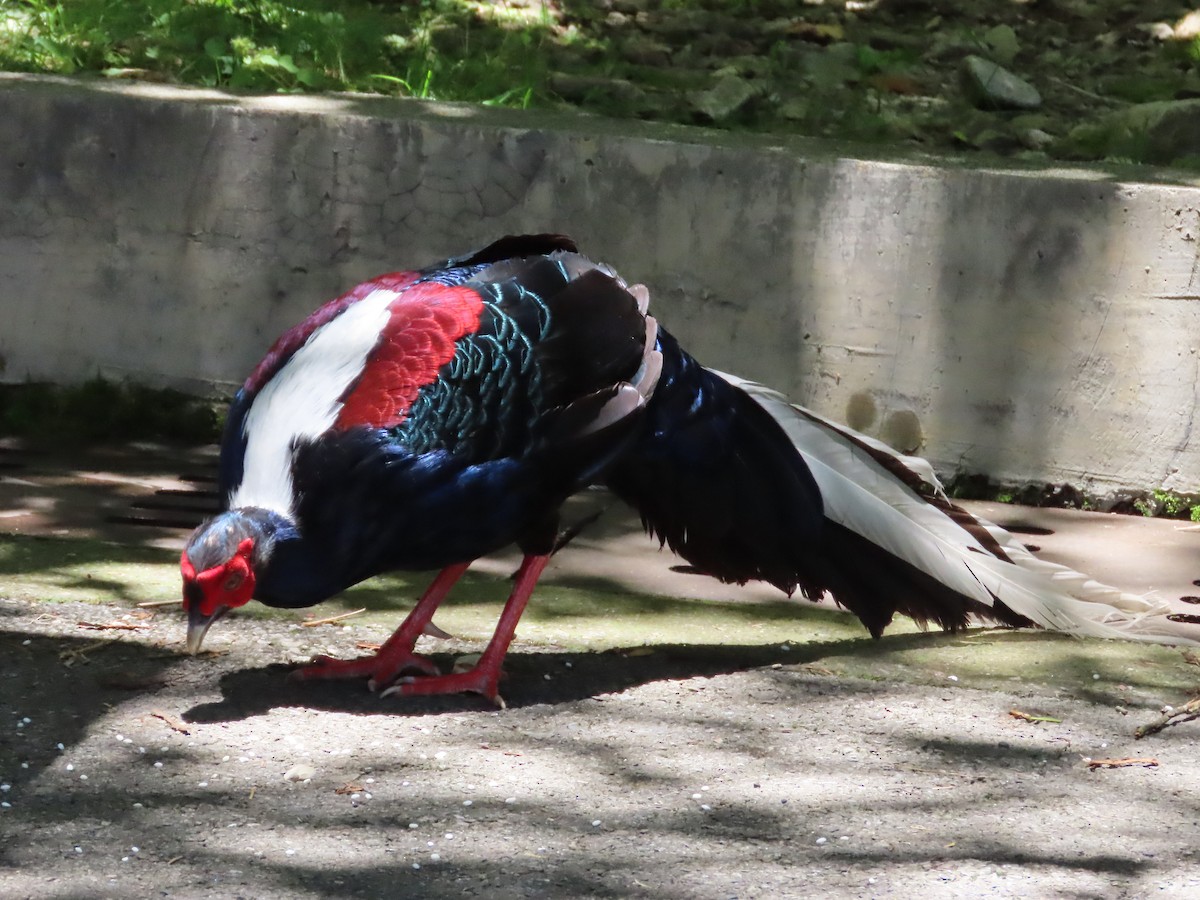 Swinhoe's Pheasant - ML620739990