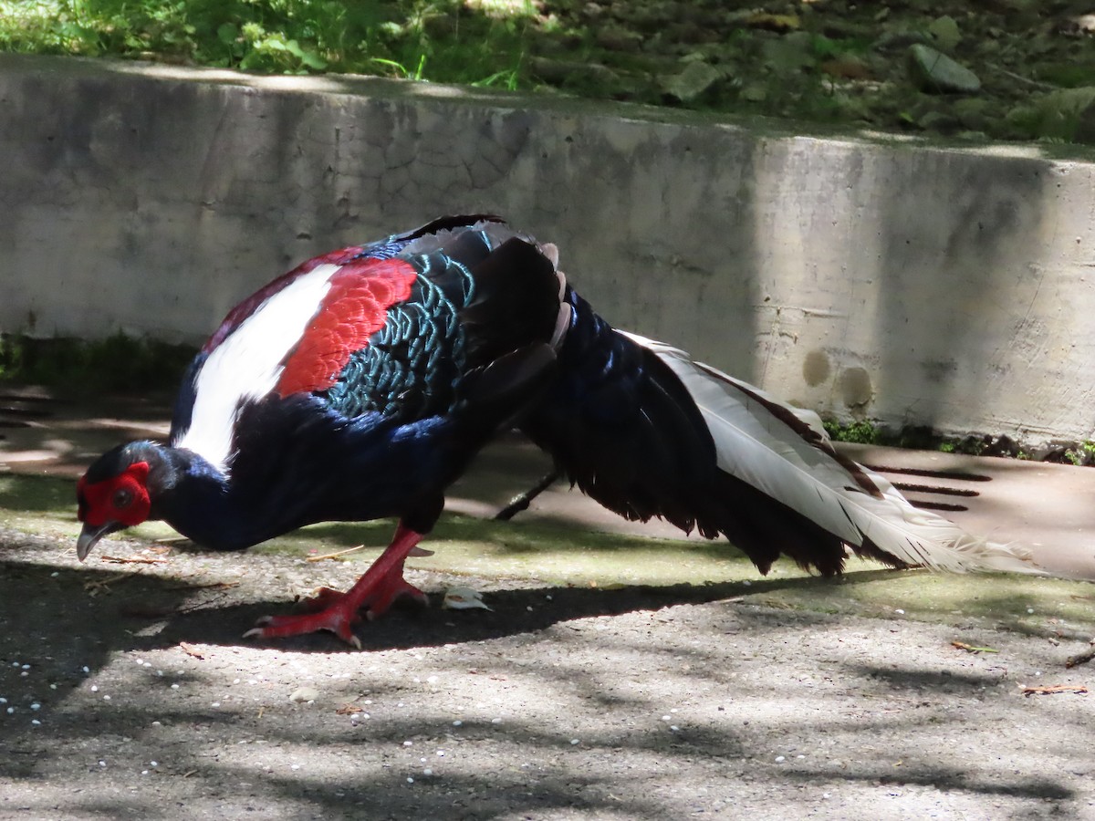 Swinhoe's Pheasant - ML620739991