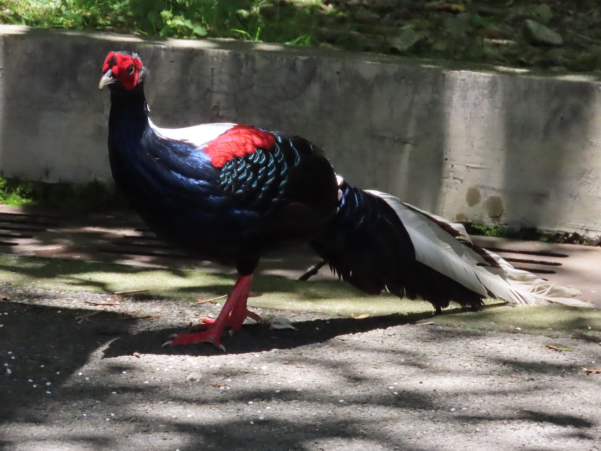 Swinhoe's Pheasant - ML620739992