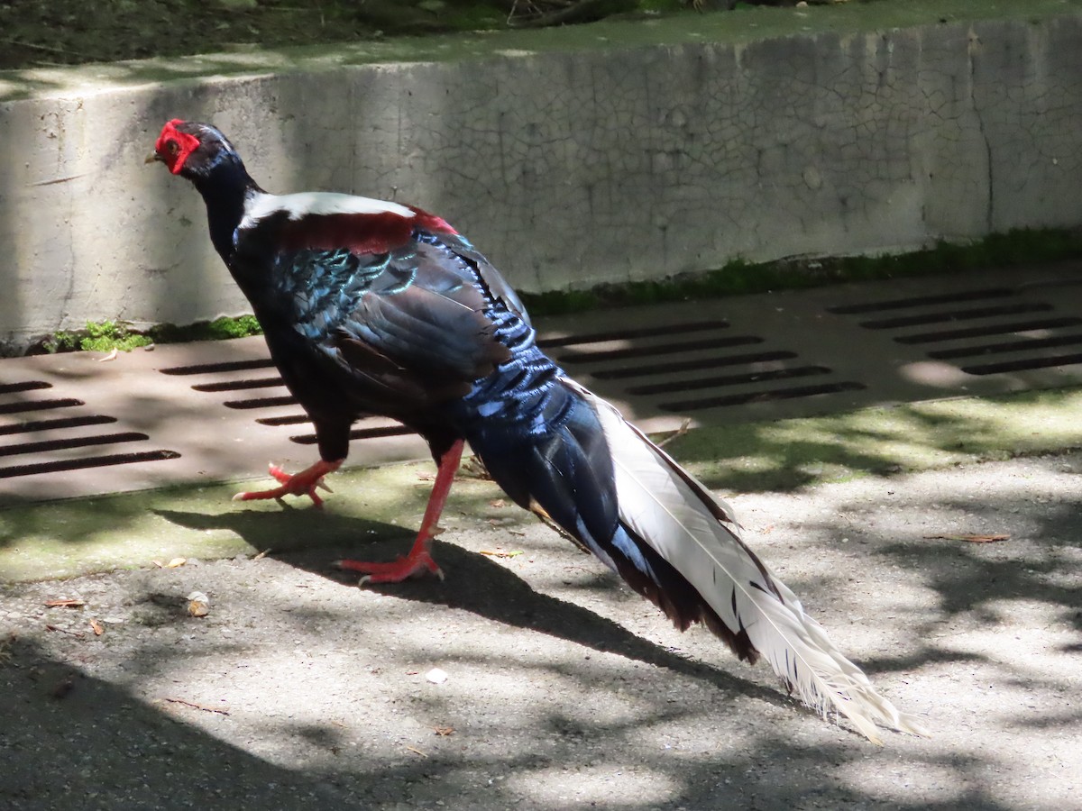 Swinhoe's Pheasant - ML620739993