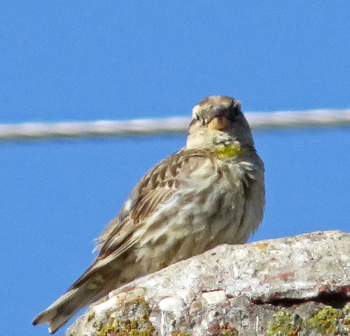 Rock Sparrow - ML620740002