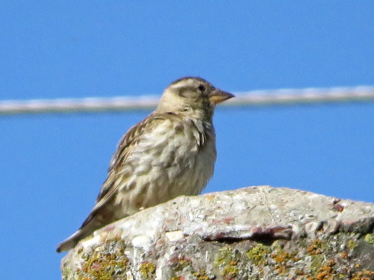 Rock Sparrow - ML620740004