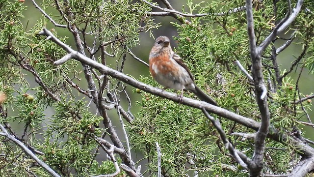 Three-banded Rosefinch - ML620740006