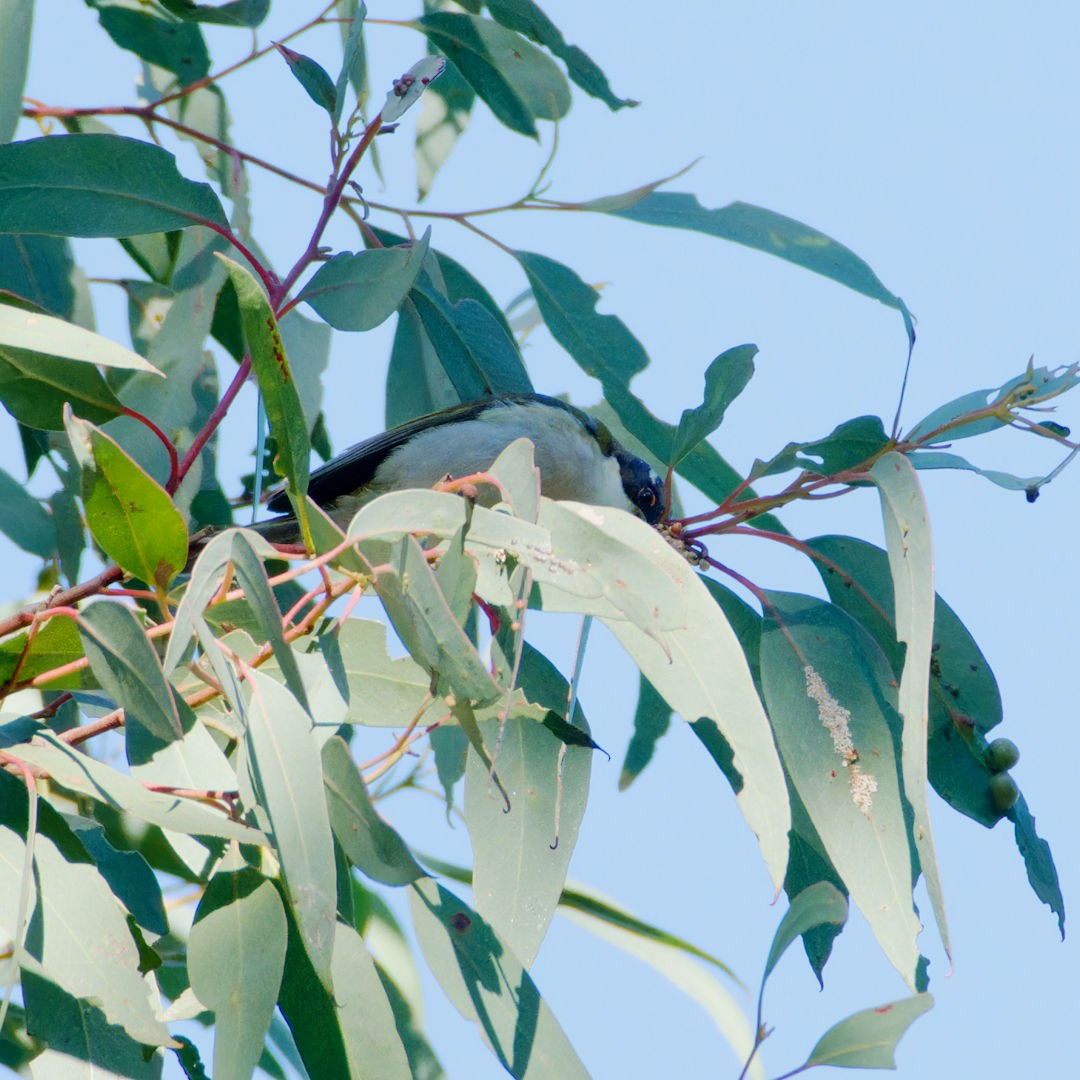 White-naped Honeyeater - ML620740008