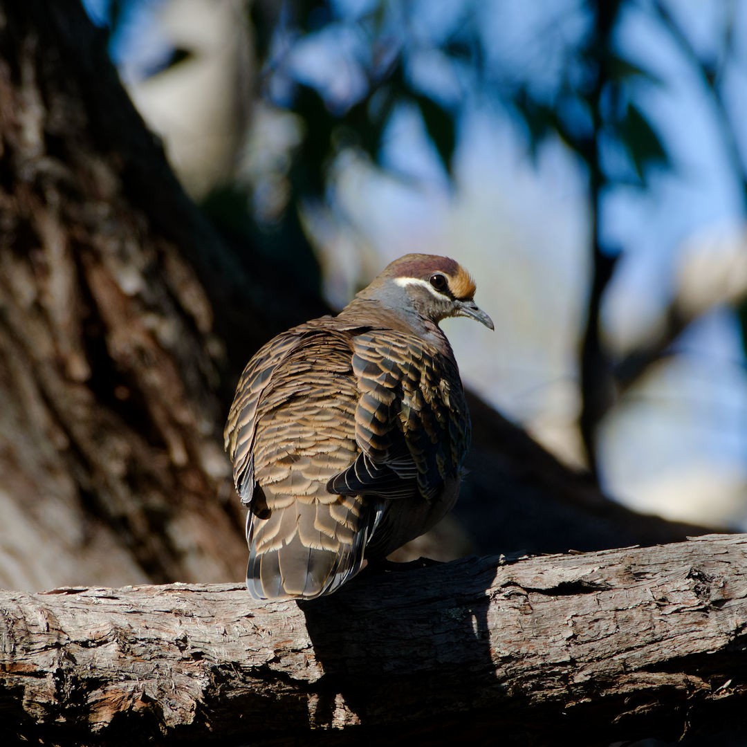 Common Bronzewing - ML620740010