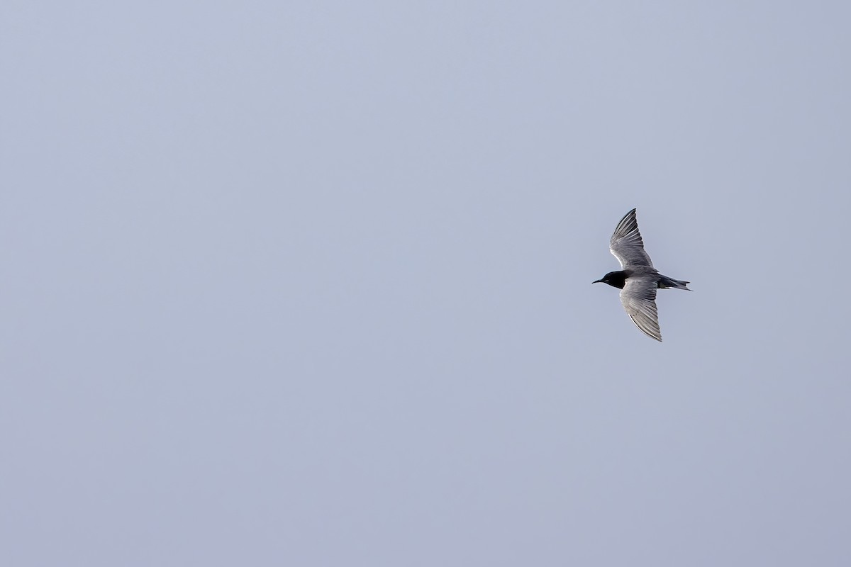 Black Tern - ML620740014