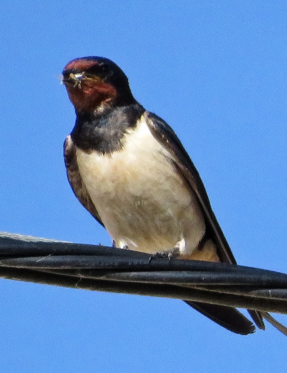 Barn Swallow - ML620740015