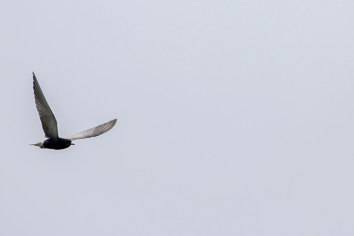 Black Tern - ML620740016