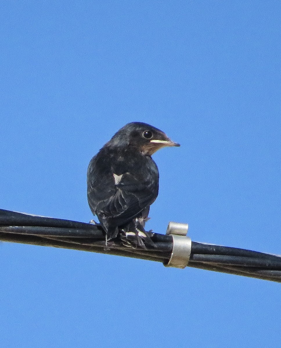 Barn Swallow - Eduardo Blanco Vega